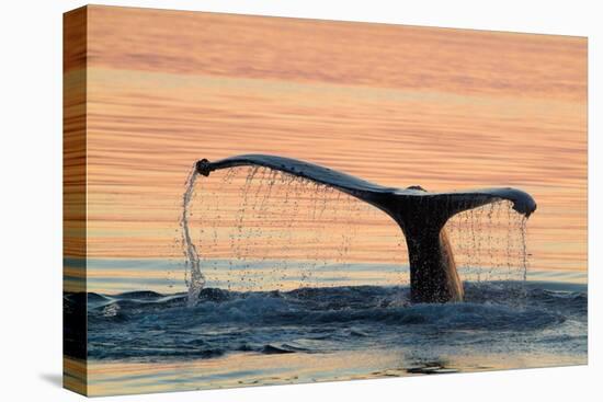A humpback whale shows its flukes and a 'waterfall' as it sounds.-Betty Sederquist-Premier Image Canvas