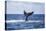 A Humpback Whale Slaps its Tail on the Surface of the Atlantic Ocean-Stocktrek Images-Premier Image Canvas