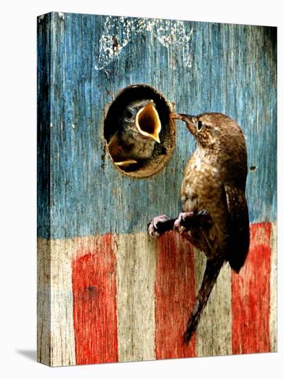 A Hungry Baby Wren Opens Wide for a Snack Wiggling-null-Premier Image Canvas