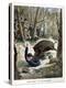 A Hunter Killed by a Wild Boar, 1901-null-Premier Image Canvas