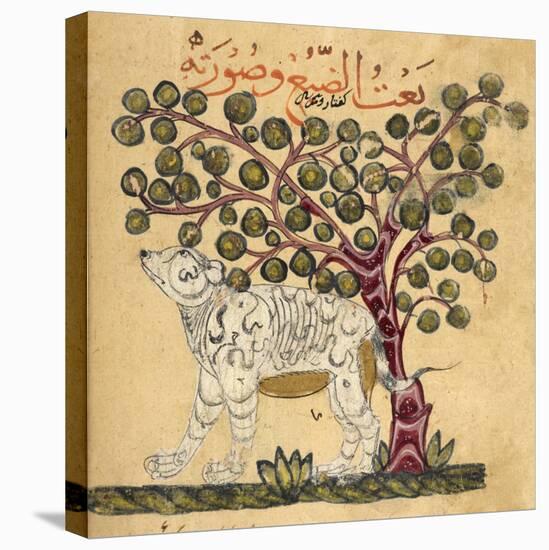 A Hyena-Aristotle ibn Bakhtishu-Premier Image Canvas