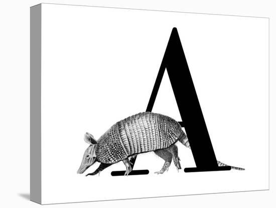 A is for Armadillo-Stacy Hsu-Stretched Canvas