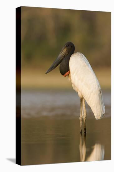 A Jabiru, a Large Species of Stork, in the Pantanal, Brazil-Neil Losin-Premier Image Canvas