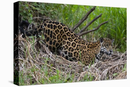 A jaguar (Panthera onca) moving through the grass, Cuiaba River, Pantanal, Mato Grosso, Brazil, Sou-Sergio Pitamitz-Premier Image Canvas