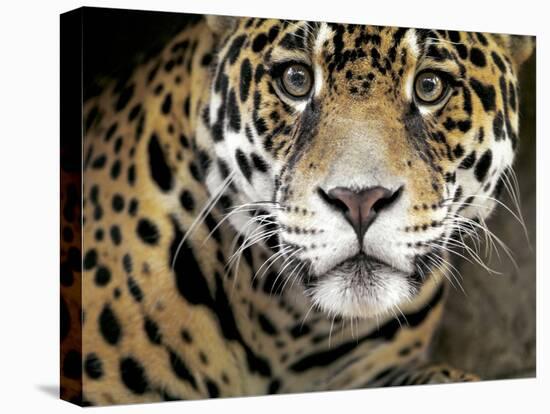 A Jaguar Stares Intensely into the Camera.-Karine Aigner-Premier Image Canvas