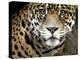 A Jaguar Stares Intensely into the Camera.-Karine Aigner-Premier Image Canvas