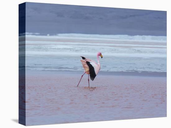 A James' Flamingos Stretches its Legs in the Laguna Colorada-Alex Saberi-Premier Image Canvas
