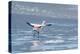 A James Flamingos Take Flight from the Salt Plain of Laguna Canapa-Alex Saberi-Premier Image Canvas