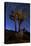 A Joshua Tree Against a Backdrop of Star Trails, California-null-Premier Image Canvas