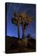 A Joshua Tree Against a Backdrop of Star Trails, California-null-Premier Image Canvas