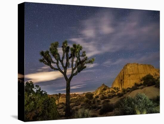 A Joshua Tree Night Sky Is Hard To Beat-Daniel Kuras-Premier Image Canvas