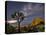 A Joshua Tree Night Sky Is Hard To Beat-Daniel Kuras-Premier Image Canvas