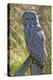 A Juvenal Great Grey Owl, the Largest Owl in the World-Richard Wright-Premier Image Canvas