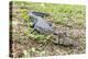 A juvenile captive black caiman (Caiman niger), San Francisco Village, Loreto, Peru, South America-Michael Nolan-Premier Image Canvas