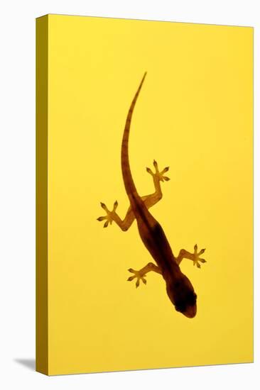 A Juvenile Common (Spiny-Tailed) House Gecko Hunts-Andrey Zvoznikov-Premier Image Canvas