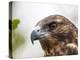 A juvenile Galapagos hawk (Buteo galapagoensis), Rabida Island, Galapagos, Ecuador, South America-Michael Nolan-Premier Image Canvas