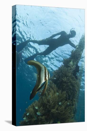A Juvenile Golden Spadefish Whilst a Local Villager Watches from the Surface-null-Premier Image Canvas