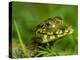 A juvenile jacare caiman (Caiman yacare), at night in Pouso Allegre, Mato Grosso, Pantanal, Brazil-Michael Nolan-Premier Image Canvas