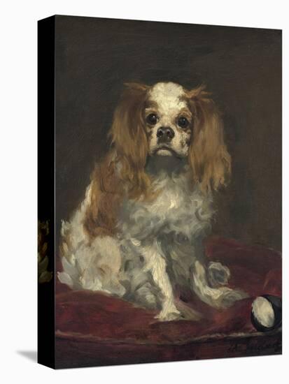 A King Charles Spaniel, 1866-Edouard Manet-Stretched Canvas