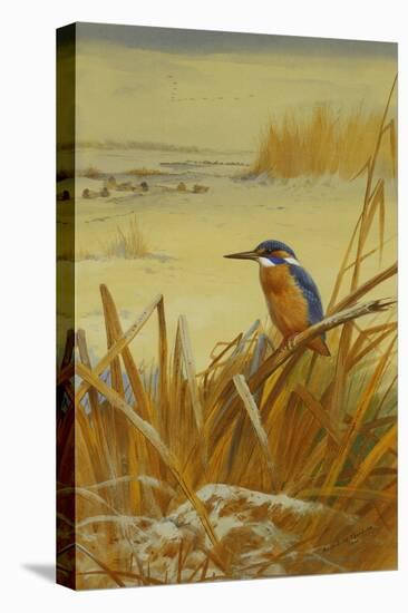 A Kingfisher Amongst Reeds in Winter, 1901-Archibald Thorburn-Premier Image Canvas