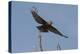 A kite in flight, Khwai Concession, Okavango Delta, Botswana, Africa-Sergio Pitamitz-Premier Image Canvas