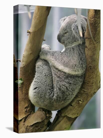 A Koala Finds the Perfect Perch-null-Premier Image Canvas