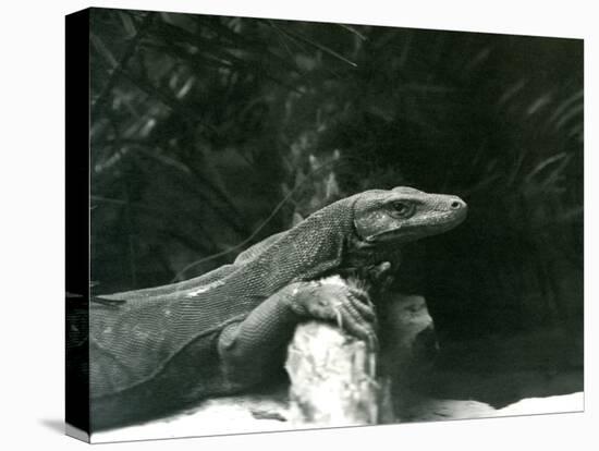 A Komodo Dragon/Monitor Resting its Neck and Forelegs up against a Log at London Zoo in June 1927 (-Frederick William Bond-Premier Image Canvas