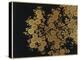 A Lacquer Box Decorated with Chrysanthemums, 20th Century-Okada Beisanjin-Premier Image Canvas