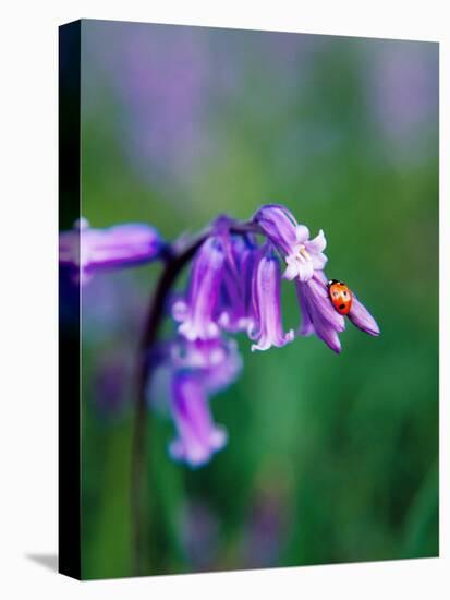 A Lady Bird on a Bluebell Plant-Frankie Angel-Premier Image Canvas