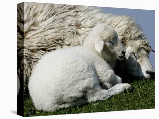 A Lamb Looks for Shelter Aside its Mother Sheep-null-Premier Image Canvas