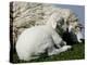 A Lamb Looks for Shelter Aside its Mother Sheep-null-Premier Image Canvas