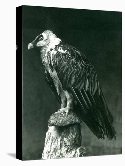 A Lammergier, or Bearded Vulture, at London Zoo June 1914-Frederick William Bond-Premier Image Canvas