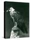 A Lammergier, or Bearded Vulture, at London Zoo June 1914-Frederick William Bond-Premier Image Canvas