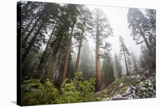 A Landscape Image Of Large Trees In Sequoia National Park, California-Michael Hanson-Stretched Canvas