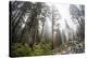 A Landscape Image Of Large Trees In Sequoia National Park, California-Michael Hanson-Premier Image Canvas