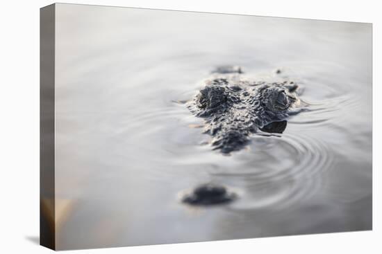 A Large American Crocodile Surfaces in a Lagoon-Stocktrek Images-Premier Image Canvas