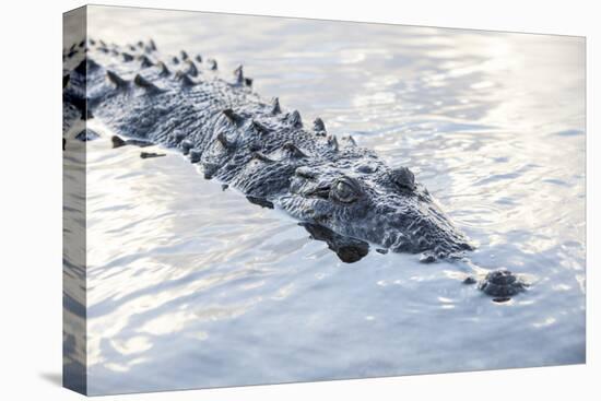 A Large American Crocodile Surfaces in a Lagoon-Stocktrek Images-Premier Image Canvas