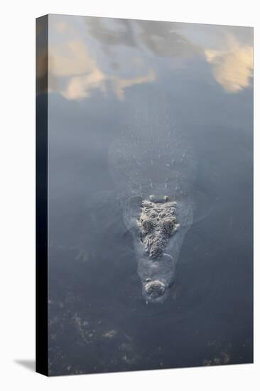 A Large American Crocodile Surfaces in a Lagoon-Stocktrek Images-Premier Image Canvas