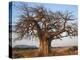 A Large Baobab Tree Growing on the Banks of the Great Ruaha River in Ruaha National Park;-Nigel Pavitt-Premier Image Canvas
