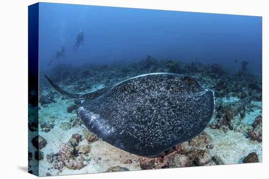A Large Black-Blotched Stingray Swims over the Rocky Seafloor-Stocktrek Images-Premier Image Canvas