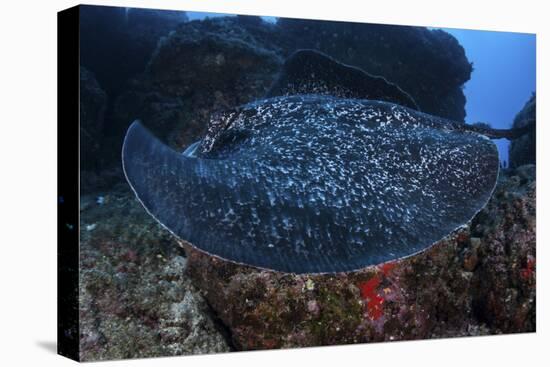 A Large Black-Blotched Stingray Swims over the Rocky Seafloor-Stocktrek Images-Premier Image Canvas