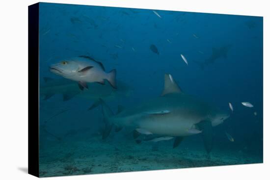 A Large Bull Shark at the Bistro Dive Site in Fiji-Stocktrek Images-Premier Image Canvas