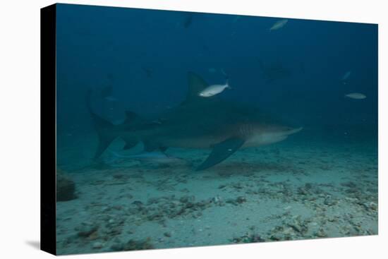 A Large Bull Shark at the Bistro Dive Site in Fiji-Stocktrek Images-Premier Image Canvas