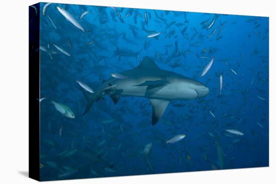 A Large Bull Shark at the Bistro Dive Site in Fiji-Stocktrek Images-Premier Image Canvas