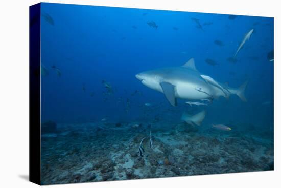 A Large Bull Shark at the Bistro Dive Site in Fiji-Stocktrek Images-Premier Image Canvas