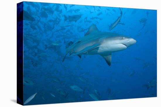 A Large Bull Shark at the Bistro Dive Site in Fiji-Stocktrek Images-Premier Image Canvas