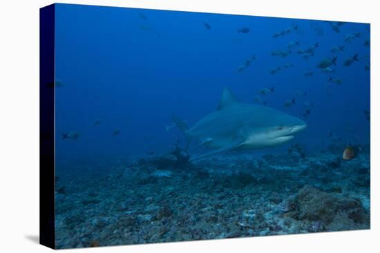 A Large Bull Shark at the Bistro Dive Site in Fiji-Stocktrek Images-Premier Image Canvas