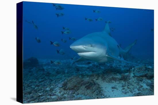 A Large Bull Shark at the Bistro Dive Site in Fiji-Stocktrek Images-Premier Image Canvas