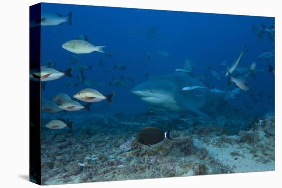 A Large Bull Shark at the Bistro Dive Site in Fiji-Stocktrek Images-Premier Image Canvas