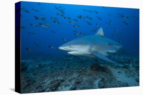 A Large Bull Shark at the Bistro Dive Site in Fiji-Stocktrek Images-Premier Image Canvas